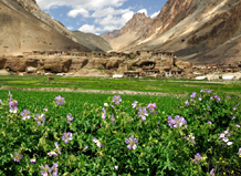 Markha Valley